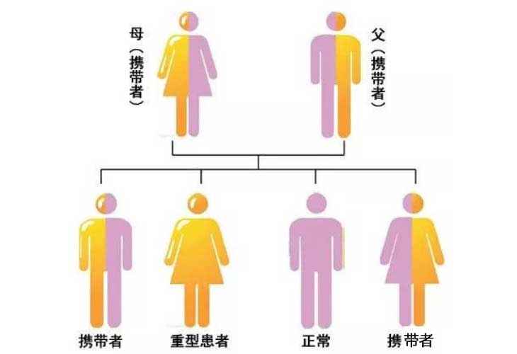 中国助孕网[紫朵朵金贝哪个更正规]+夫妻同种地贫可以做试管婴儿吗?三代试管
